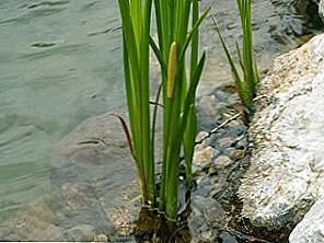 Calamus bažinové léčivé vlastnosti / Krása a zdraví