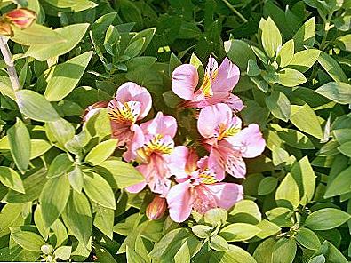 Alstroemeria přistání a péče / Domov a rodina