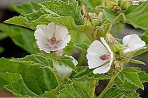 Althaea officinalis - léčivé vlastnosti a kontraindikace / Krása a zdraví