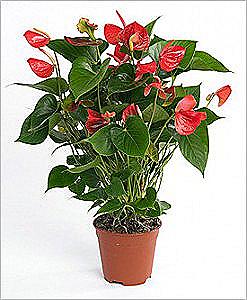 Anthurium - starostlivosť o domáce zvieratá / Domov a rodina