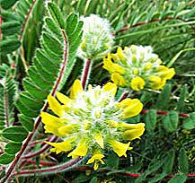 Astragalus woolly-flowering - liečivé vlastnosti / Krása a zdravie