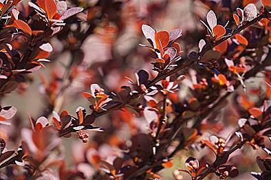 Barberry běžné přistání a péče / Domov a rodina