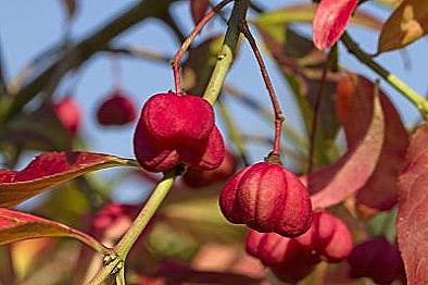 Euonymus přistání a péče / Domov a rodina