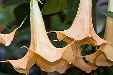 Brugmansia venkovní výsadba a péče / Domov a rodina