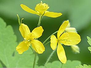 Celandine - léčivé vlastnosti a kontraindikace / Krása a zdraví