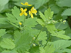 Akné Celandine / Krása a zdraví