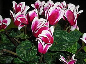 Cyclamen - domácí péče / Domov a rodina