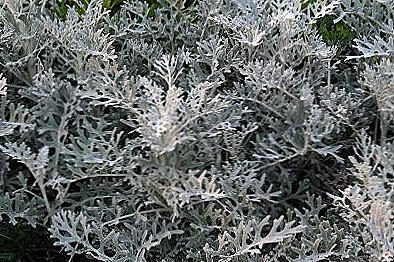 Cineraria stříbření a péče v otevřeném poli / Domov a rodina