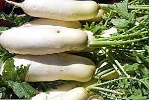 Daikon užitečné vlastnosti a kontraindikace / Vaření