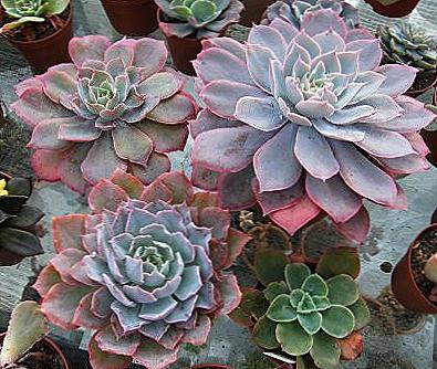 Echeveria - domácí péče / Domov a rodina