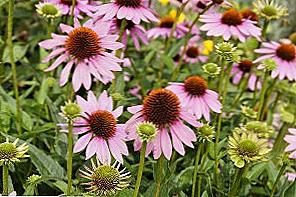 Echinacea - léčivé vlastnosti a kontraindikace / Krása a zdraví