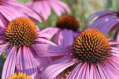 Echinacea - výsadba a péče v otevřeném poli / Domov a rodina