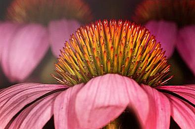 Echinacea rostoucí ze semen doma / Domov a rodina