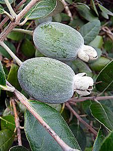 Feijoa dávky a poškození těla / Vaření