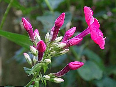 Phlox trvalé výsadby a péče / Domov a rodina