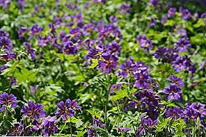 Ivy geranium osiva rostoucí / Domov a rodina