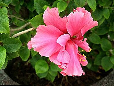 Hibiscus - domácí péče / Domov a rodina