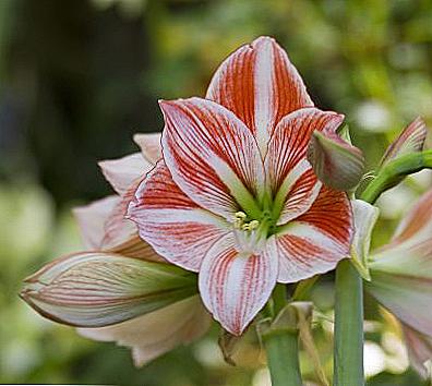 Hippeastrum - domácí péče / Domov a rodina