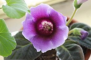 Gloxinia se probudila brzy / Domov a rodina