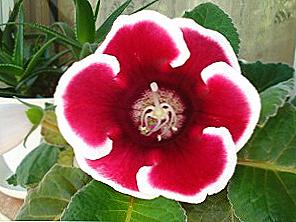 Gloxinia - domácí péče / Domov a rodina