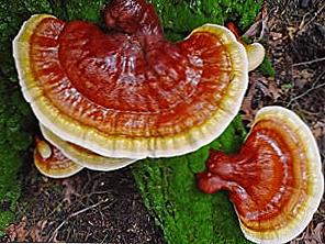 Reishi Mushrooms - vlastnosti a použitie / Krása a zdravie