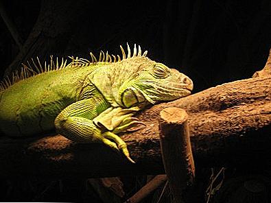 Iguana doma / Domov a rodina