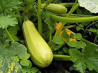 Zucchini zdraví a poškození zdraví / Vaření