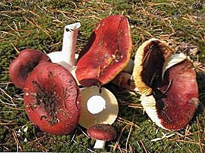 Jak marynować russula na zimę / Gotowanie