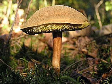 Как да остъргваме boletus за зимата / готварство