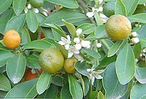 Opieka domowa Calamondin / Dom i rodzina