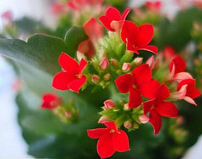 Kalanchoe Blossfelda domácí péče / Domov a rodina