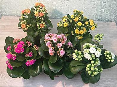 Kalanchoe Kalandiva domácí péče / Domov a rodina