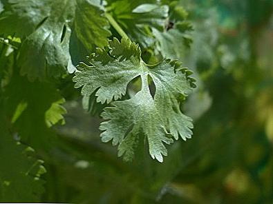 Cilantro zdraví a poškození zdraví / Krása a zdraví