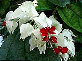 Clerodendrum domácí péče / Domov a rodina