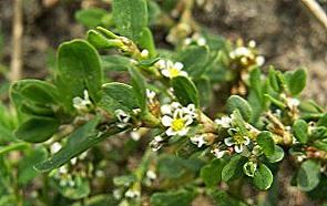 Kada prikupiti knotweed (planinara) / Ljepota i zdravlje