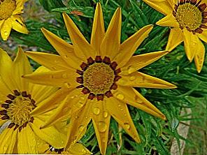 Coreopsis trvalé výsadby a péče / Domov a rodina