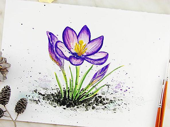 Crocus akvarely / Domov a rodina