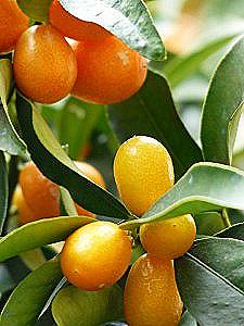 Kumquat prospěch a poškození / Vaření