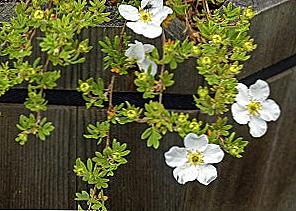 Potentilla biały - aplikacja / Piękno i zdrowie