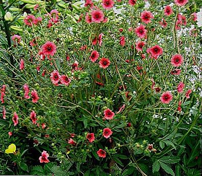 Silverweed Nepalese sadzenie i pielęgnacja w otwartym polu / Dom i rodzina