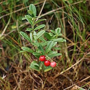 Lingonberry leaves - léčebné vlastnosti a kontraindikace / Krása a zdraví