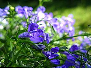 Lobelia celoroční výsadba a péče / Domov a rodina