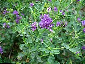 Alfalfa prospěch a poškození / Krása a zdraví