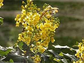 Mahonia holmbalance léčivé vlastnosti / Krása a zdraví