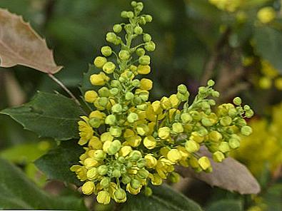 Mahonia Holm - výsadba a péče / Domov a rodina