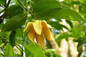 Ylang-ylang косо масло / Красота и здраве