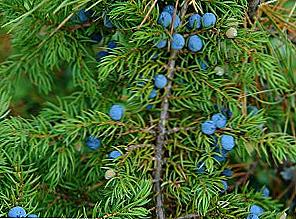 Juniper korisna svojstva i kontraindikacije / Ljepota i zdravlje