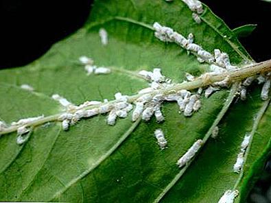 Mealybug na zatvorenim biljkama / Dom i obitelj