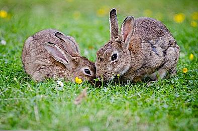 zečevi i hipertenzija