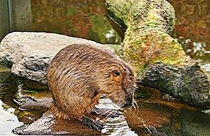 Nutria meso koristi i šteti / kulinarstvo